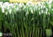 Tulipa Snow Lady ® (1)